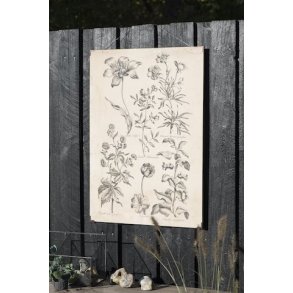 Planche botaniske motiver