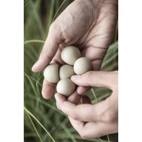 Gr  sansesten pose med 12 stk. fra Ib Laursen