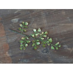 Fleur Blad m. glimmer