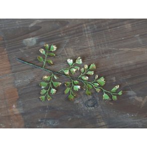 Fleur Blad m. glimmer