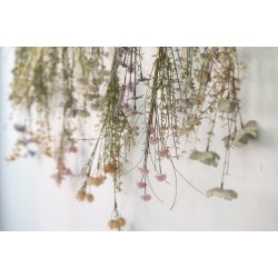 Stilk rosa/grnne nuancer 