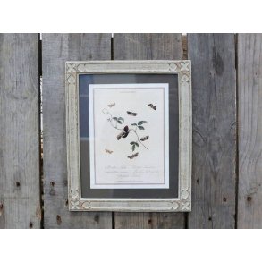 Gammel fransk ramme med motiv 