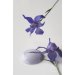 French lavender